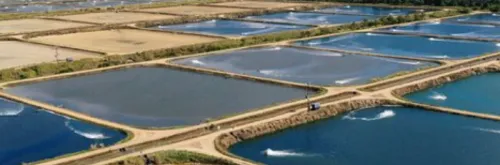 Disinfektan Hi-G Aquatic, Lindungi Tambak Udang dari Patogen