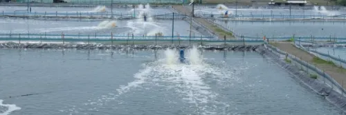 Disinfektan Sanocare PUR untuk Lindungi Tambak Udang dari Patogen Penyebab Penyakit