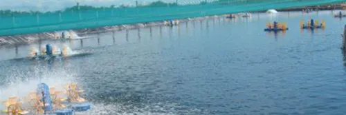 Aquacare Mineral Balance untuk Menjaga Keseimbangan Tambak Udang