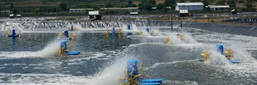 Vineral SJA, Mineral Udang Pilihan untuk Jaga Performa Tambak