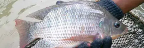 Mengenal Keunggulan Ikan Nila Monoseks dan Cara Budidayanya