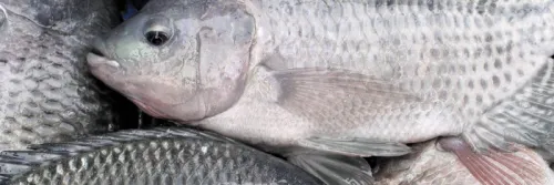 Budidaya Ikan Nila Menggunakan Sistem Bioflok