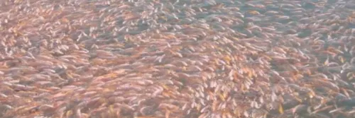 Pendederan Ikan Nila dengan Sistem Mina Padi