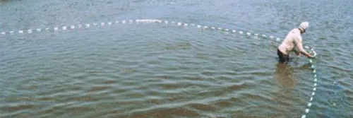 Vitamin C untuk Meningkatkan Kekebalan Tubuh Udang