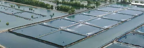 Tingkatkan Kualitas Air Tambak Udang dengan AQUA-Cal+