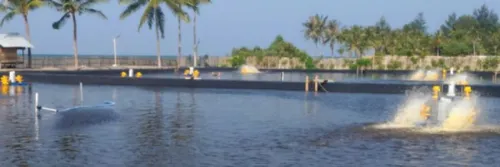 Vitamin B Kompleks dan Vitamin Belazym untuk Meningkatkan Kesehatan Udang Budidaya