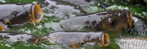 8 Jenis Penyakit Ikan Mas: Gejala dan Cara Penanganannya