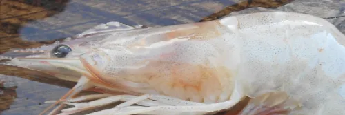 Produksi dan Ekspor Udang Turun, Semangat dan Daya Saing Harus Dibangun