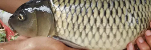 Teknik dan Cara Pembenihan Ikan Mas