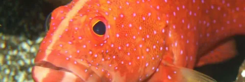 Ikan Kerapu: Taksonomi, Ciri, Morfologi, Habitat, Jenis & Karakteristik