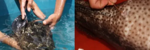 Metode Kawin Silang Kerapu Cantang