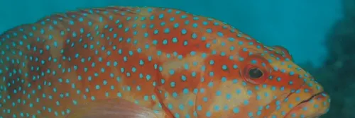 6 Cara Mudah Budidaya Ikan Kerapu sampai Sukses