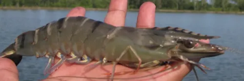 Cara Proses Pembenihan Udang Windu Bagi Pemula