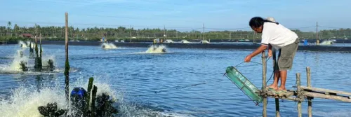 Produk Probiotik Udang Terbaik agar Budidaya Optimal