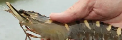 Rekomendasi Disinfektan Udang dan Tips Penggunaannya