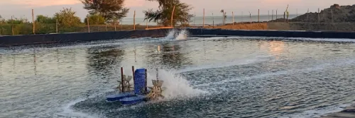 Pentingnya Water Treatment Udang dan Rekomendasi Produknya