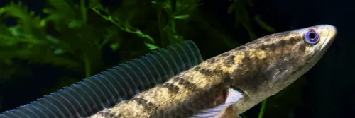 Mengenal Kebiasaan Makan dan Habitat Ikan Gabus