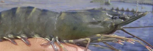 Harga Udang Turun, HPP Naik, Sistem Budidaya Perlu Dibenahi