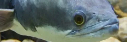 Jenis Makanan Ikan Gabus agar Cepat Besar dan Tips Pemberiannya