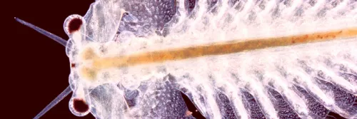 Pakan Artemia untuk Tingkatkan Pertumbuhan Udang dan Ikan