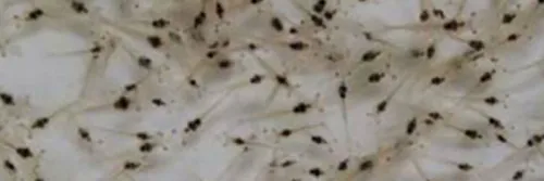 Bibit Udang Berkualitas untuk Budidaya Sukses dan Menguntungkan