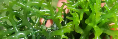 5 Cara Budidaya Rumput Laut, Hasil Berkualitas dan Usaha Menguntungkan