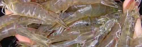Pilihan Vitamin Udang untuk Tingkatkan Kesehatan Udang Budidaya