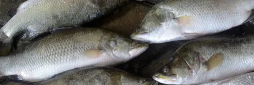 Teknik Budidaya Ikan Kakap Putih di Tambak