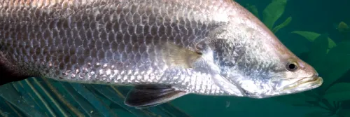 Habitat, Morfologi dan Klasifikasi Ikan Kakap Putih (Lates Calcalifer)