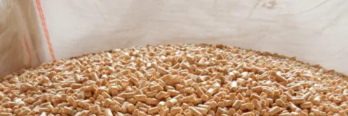 Pilihan Makanan Ikan Kakap Putih agar Cepat Besar