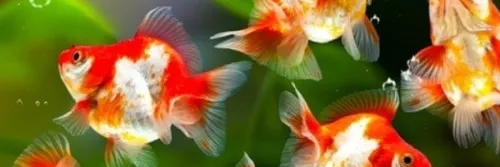 Ketahui 10 Jenis Ikan Hias Yang Cocok Untuk Aquascape