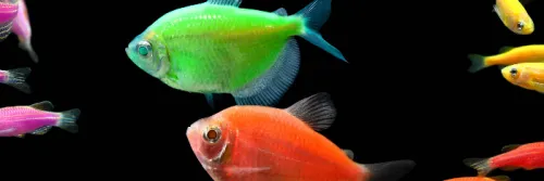 Tips Memelihara Ikan Glofish, Ikan Hias yang Dapat Menyala Dalam Gelap