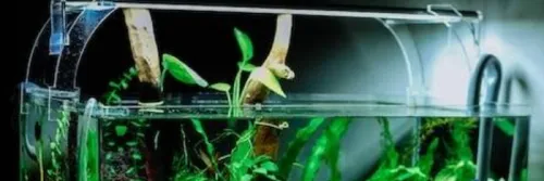 Cara Menjernihkan Air Aquarium secara Alami dengan Mudah