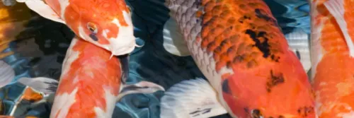 Pakan Koi Harmoni untuk Pertumbuhan Cepat Ikan Koi