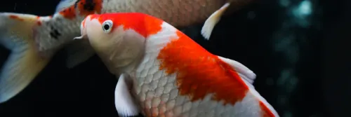 Pakan Koi Ikushu untuk Breeder dan Pembesaran Ikan Koi