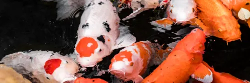 Pakan Koi Breeder Pro, Ekonomis namun Berkualitas