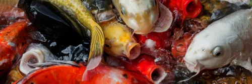 Pakan Koi Hiroyuki untuk Bulky dan Growth Color Ikan Koi