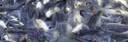 Cara Pembenihan Budidaya Ikan Bandeng