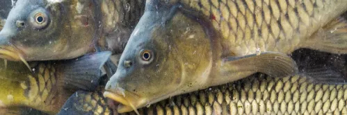 6 Rekomendasi Pakan Ikan Mas Terbaik dan Manajemen Pakannya