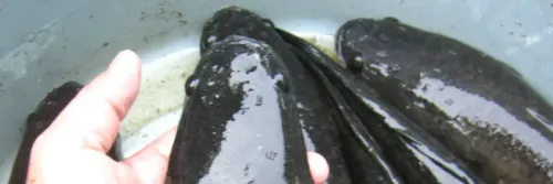 Cara Pembenihan Budidaya Ikan Gabus