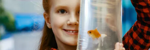 Budidaya Ikan Hias yang Mudah untuk Pemula