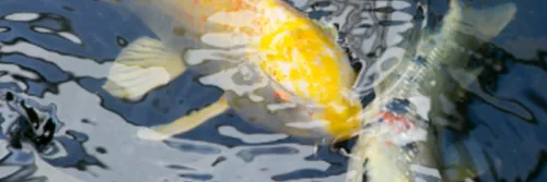 Teknik Pemijahan dan Penetasan Telur Ikan Koi yang Mudah