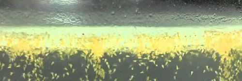 4 Pilihan Pakan Artemia Terbaik untuk Pertumbuhan Ikan Hias