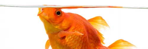 Hormon Ikan Hias Pengaruhi Warna, Pertumbuhan, dan Reproduksi