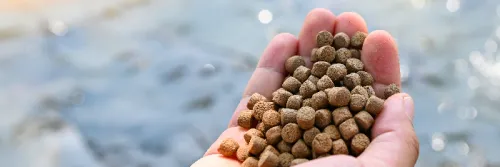 Pakan Ikan Bandeng Terbaik, Budidaya Efektif dan Ikan Tumbuh Optimal