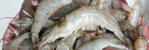 Penyakit EHP Udang Dibahas dalam Seminar Akuakultur, Pahami Cara Pencegahannya