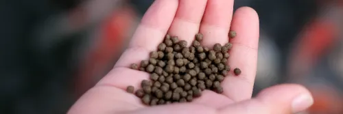 Pakan Koi Terbaik untuk Tingkatkan Pertumbuhan dan Ekspresi Warna