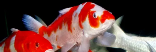 STP KAE Pakan Koi Protein Tinggi untuk Tingkatkan Pertumbuhan