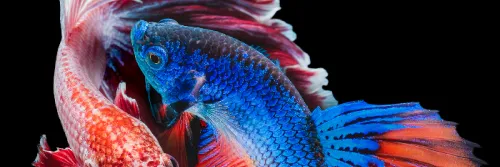 6 Cara Memilih Indukan Ikan Cupang yang Baik Siap Kawin