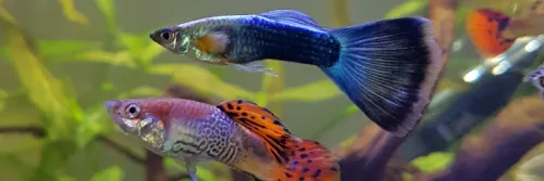 6 Cara Budidaya Ikan Guppy